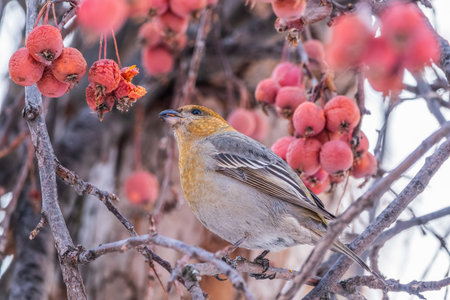 Pine Grosbeak Female Eating Red Berries in Winter. Female Pine grosbeak, Pinicola enucleator, sitting on the tree branch and eats wild apple berries in winter seasonの写真素材