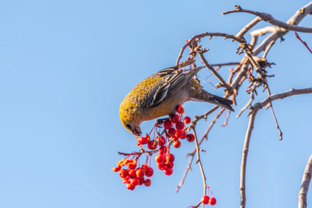 Pine Grosbeak Female Eating Red Berries in Winter. Female Pine grosbeak, Pinicola enucleator, sitting on the tree branch and eats wild apple berries in winter seasonの写真素材