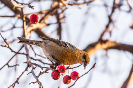 Pine Grosbeak Female Eating Red Berries in Winter. Female Pine grosbeak, Pinicola enucleator, sitting on the tree branch and eats wild apple berries in winter seasonの写真素材