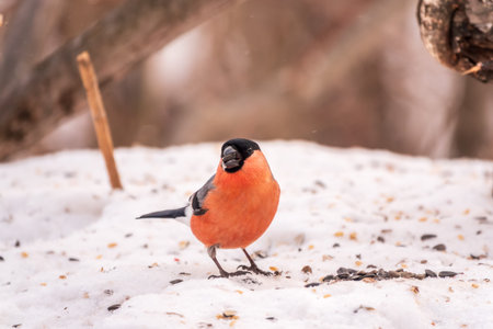 Bullfinch sitting on a branch without leaves in the autumn or winter. The Eurasian or common bullfinch, pyrrhula pyrrhulaの写真素材