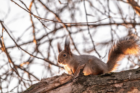 Portrait of a squirrel on a tree trunk. A curious red squirrel peeks out from behind a tree trunkの写真素材