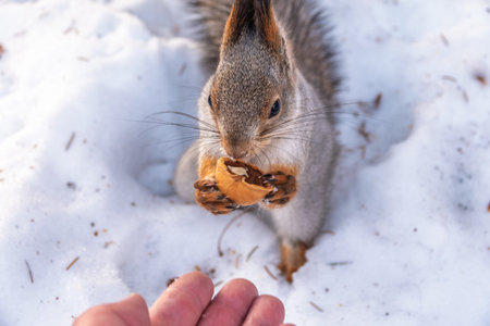 Squirrel in the winter eating nuts from a man's hand. Caring for animals in winter or autumn....