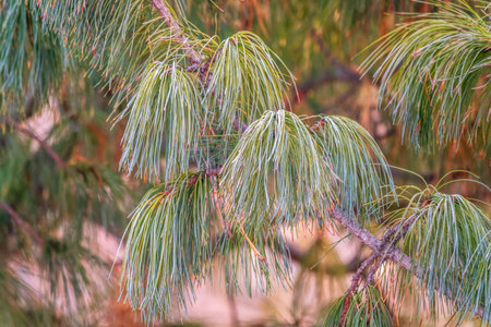 Cedar branches with long fluffy needles in winter covered with snow. Pinus sibirica, or Siberian...