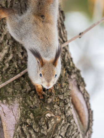 Squirrel sitting upside down on a tree trunk. The squirrel hangs upside down on a tree against...