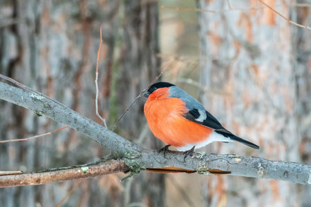 Bullfinch sitting on a branch without leaves in the autumn or winter. The Eurasian or common...