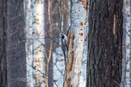 Little woodpecker sits on a tree trunk. A woodpecker obtains food on a large tree with snow in winter The great spotted woodpecker, Dendrocopos majorの写真素材