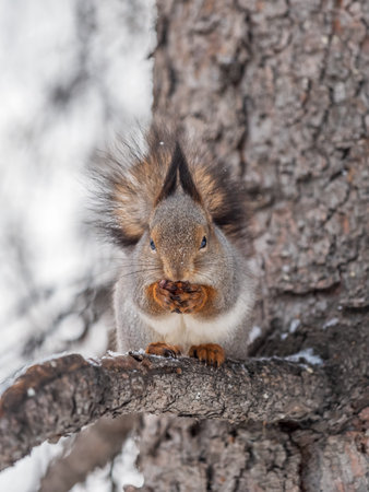The squirrel with nut sits on tree in the winter or late autumn. Eurasian red squirrel, Sciurus vulgaris.の写真素材