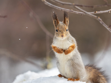 The squirrel sits on white snow. Beautiful fluffy squirrel eating nuts on a white snow in the winter...