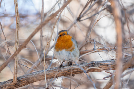 Cute bird the European Robin, Erithacus rubecula. sitting on the tree branch in winter. beautiful...