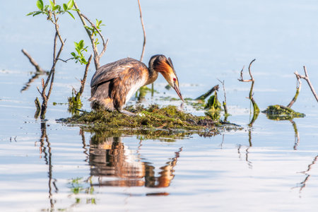 Great Crested Grebe, Podiceps cristatus, water bird sitting on the nest, nesting time on the green...
