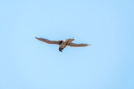 The common kestrel (Falco tinnunculus), also known as the European kestrel, Eurasian kestrel. The...