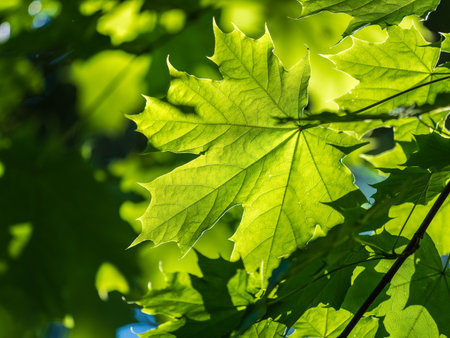 Spring branches of maple tree with fresh green leaves. Spring background with copy space