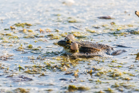 A large green frog with puffy cheeks sits in the marsh.