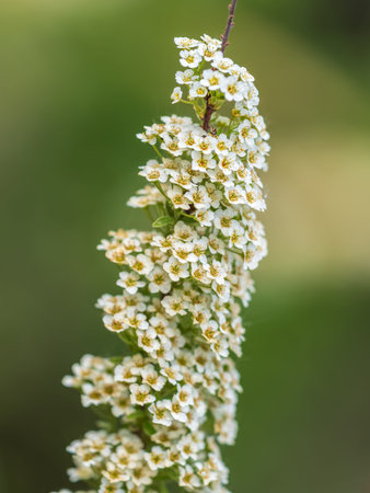 Beautiful white flowers Spirea aguta or Brides wreath. Blooming Spirea aguta in Spring. Springtime...