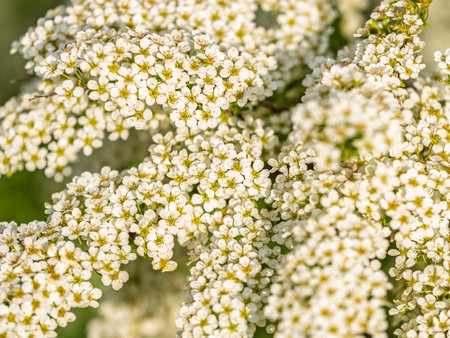 Beautiful white flowers Spirea aguta or Brides wreath. Blooming Spirea aguta in Spring. Springtime...