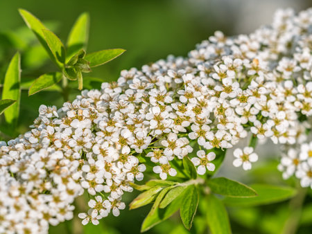 Beautiful white flowers Spirea aguta or Brides wreath. Blooming Spirea aguta in Spring. Springtime...