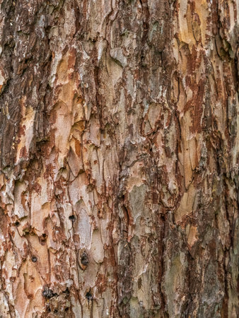 The bark of an old tree. Larch bark. Detailed bark texture.