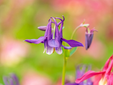 Blue and purple flower of European columbine, Aquilegia vulgaris, blooming in the garden, green background with copy spaceの写真素材