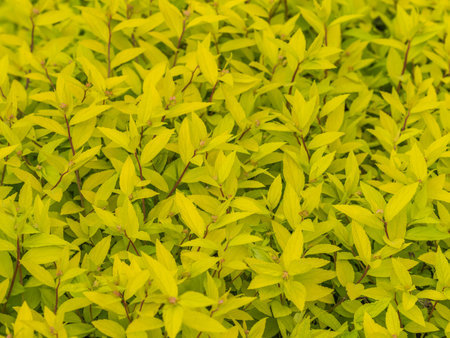 Nature of green leaf in garden at summer. Natural green leaves plants using as spring background...