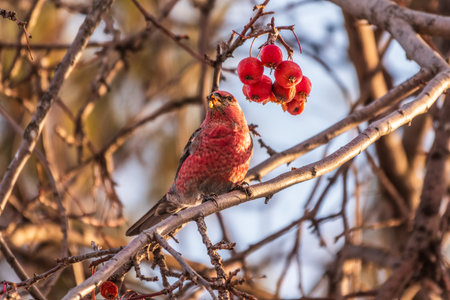 Pine Grosbeak male Eating Red Berries in Winter. Male Pine grosbeak, Pinicola enucleator, sitting on...