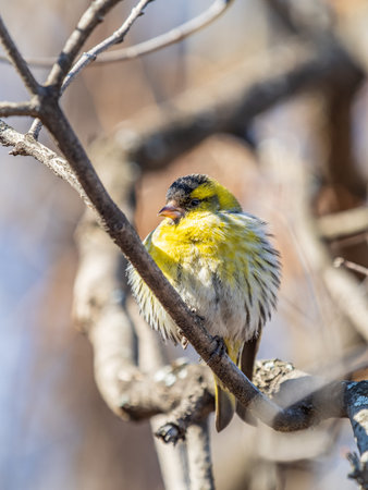 Eurasian siskin male, latin name spinus spinus, sitting on branch of tree. Cute little yellow...