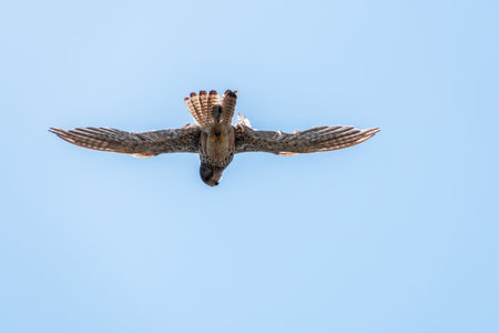 The common kestrel (Falco tinnunculus), also known as the European kestrel, Eurasian kestrel. The...