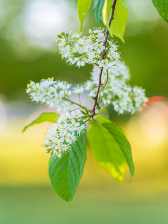 White flowers blooming bird cherry. Bird Cherry Tree in Blossom. Close-up of a Flowering Prunus...