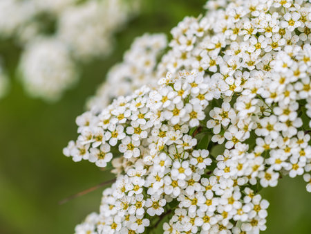 Beautiful white flowers Spirea aguta or Brides wreath. Blooming Spirea aguta in Spring. Springtime...