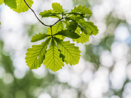 Green oak leaves background. Plant and botanical nature texture. green oak leaves in woods. Green...