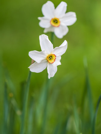 Delicate terry white-yellow narcissus flower close-up on a flower bed. Spring flowers primroses are a white narcissus flower in a green garden in natural conditions. Macro photo of a beautiful flower.の写真素材
