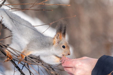 Squirrel in the winter eating nuts from a man's hand. Caring for animals in winter or autumn....
