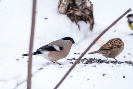 The female Bullfinch is a stocky finch with a greyish-brown breast and a black cap and tail. The Eurasian or common bullfinch, pyrrhula pyrrhulaの写真素材