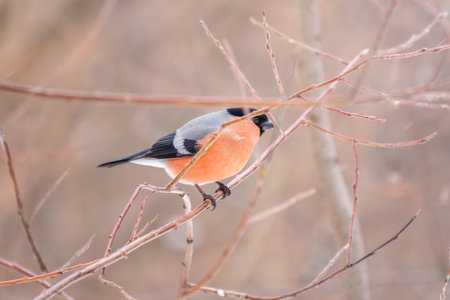 Bullfinch sitting on a branch without leaves in the autumn or winter. The Eurasian or common bullfinch, pyrrhula pyrrhulaの写真素材