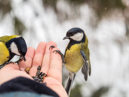 A tit sits on a man's hand and eats seeds. Taking care of birds in winter.