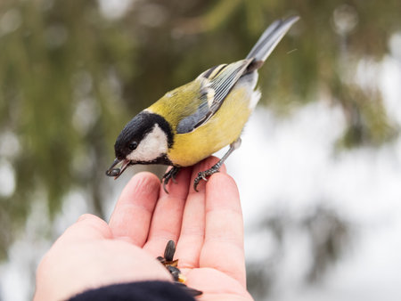 A tit sits on a man's hand and eats seeds. Taking care of birds in winter.の写真素材