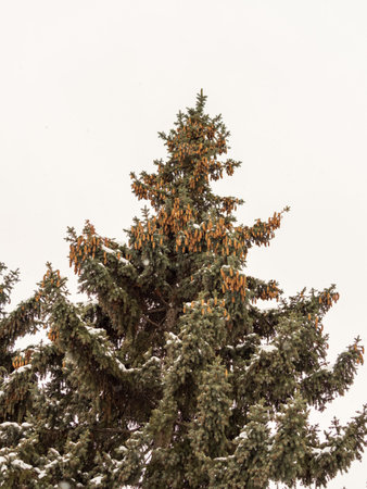Green spruce branches with needles and cones against a blue sky in winter. Many cones on spruce. Fir...