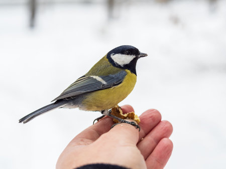 A tit sits on a man's hand and eats seeds. Taking care of birds in winter.の写真素材