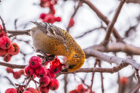 Pine Grosbeak Female Eating Red Berries in Winter. Female Pine grosbeak, Pinicola enucleator,...