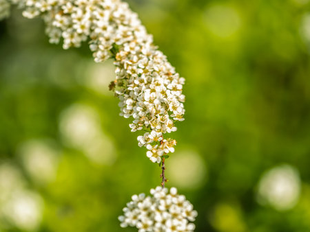 Beautiful white flowers Spirea aguta or Brides wreath. Blooming Spirea aguta in Spring. Springtime...