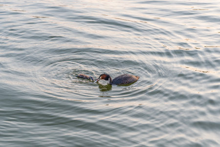An adult great crested grebe feeds its chick with fish on a summer evening.Great crested grebe bird...
