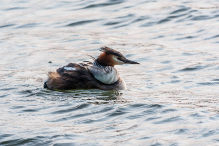 The water bird Great crested Grebe swimming in the lake, and its cute babies riding on its back. The...