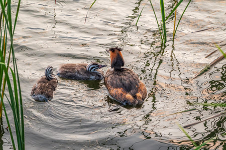 The waterfowl bird, great crested grebe with chick, swimming in the lake. The great crested grebe,...