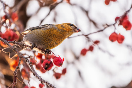 Pine Grosbeak Female Eating Red Berries in Winter. Female Pine grosbeak, Pinicola enucleator, sitting on the tree branch and eats wild apple berries in winter seasonの写真素材