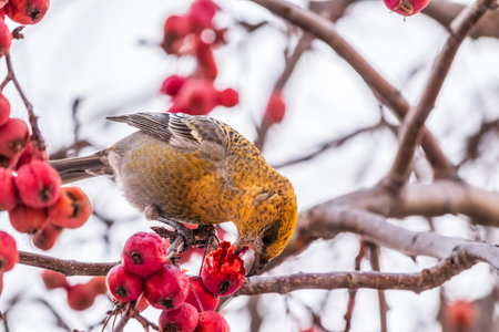 Pine Grosbeak Female Eating Red Berries in Winter. Female Pine grosbeak, Pinicola enucleator, sitting on the tree branch and eats wild apple berries in winter seasonの写真素材