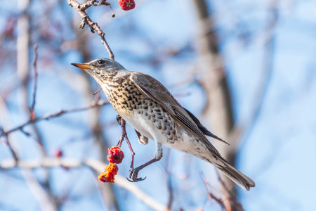Fieldfare, lat. Turdus pilaris, sitting on the bush and feeding on wild red apples in winter or...