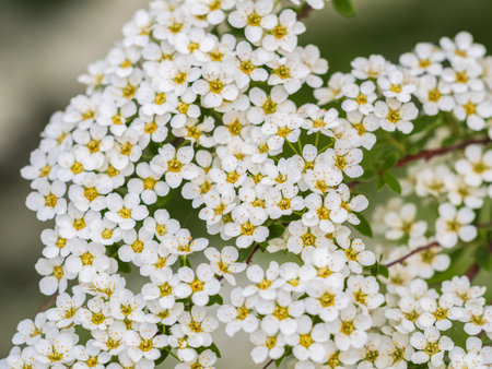 Beautiful white flowers Spirea aguta or Brides wreath. Blooming Spirea aguta in Spring. Springtime...
