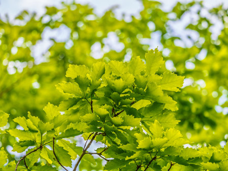 Green oak leaves background. Plant and botanical nature texture. green oak leaves in woods. Green...