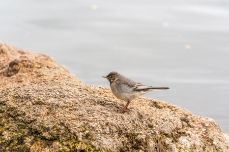 Young white wagtail, Motacilla alba, sitting on lake shore. Portrait of a young common songbird with...