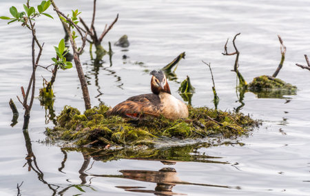 Great Crested Grebe, Podiceps cristatus, water bird sitting on the nest, nesting time on the green...