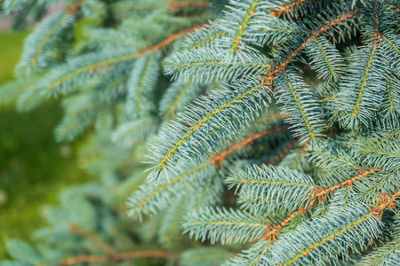 Background of green spruce branches in sunset light. fresh fir branch